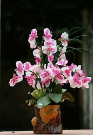 Hoa Lan Hồ Điệp - Mã: HPL 106