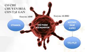 Rượu chuyển hóa thế nào